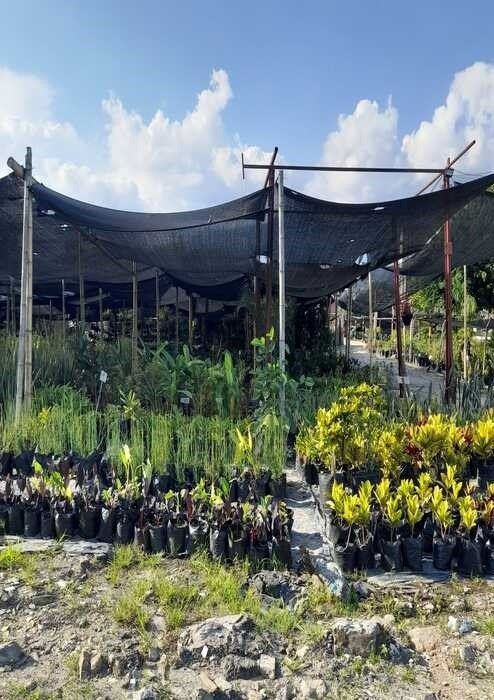 VIVERO PARAISO DE LAS ORQUIDEAS IBAGUE